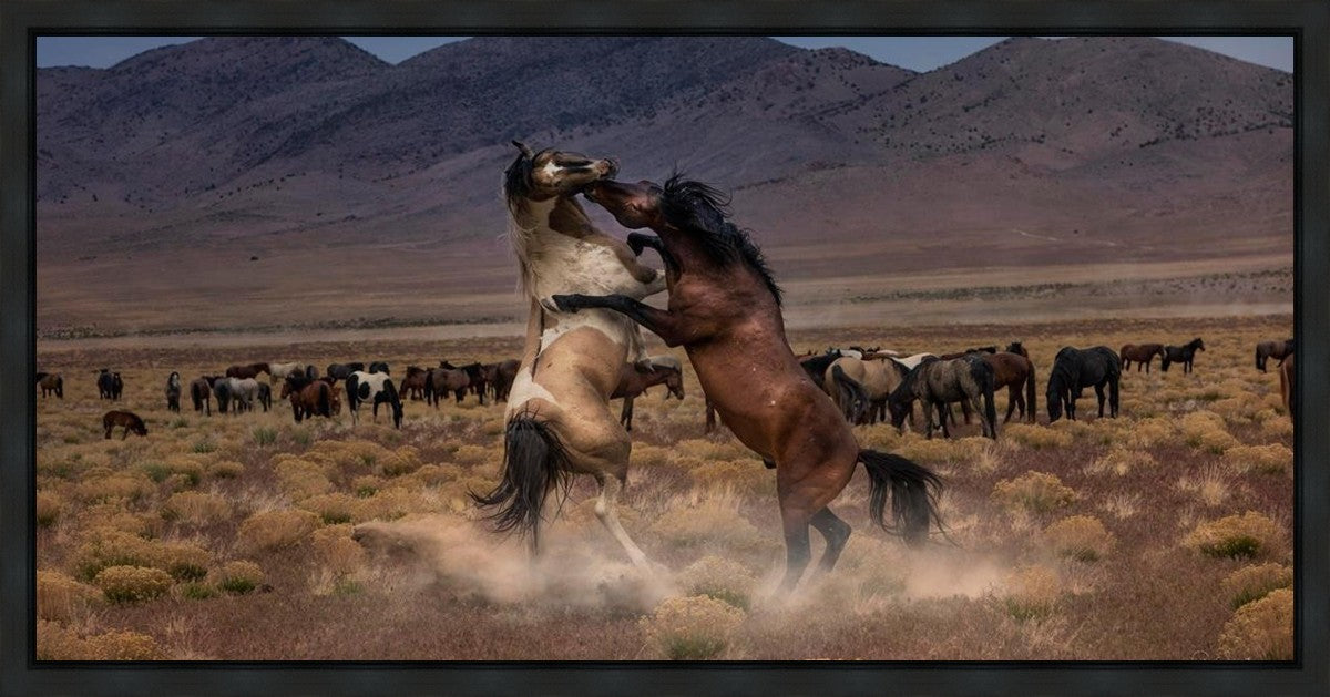 Desert Duel