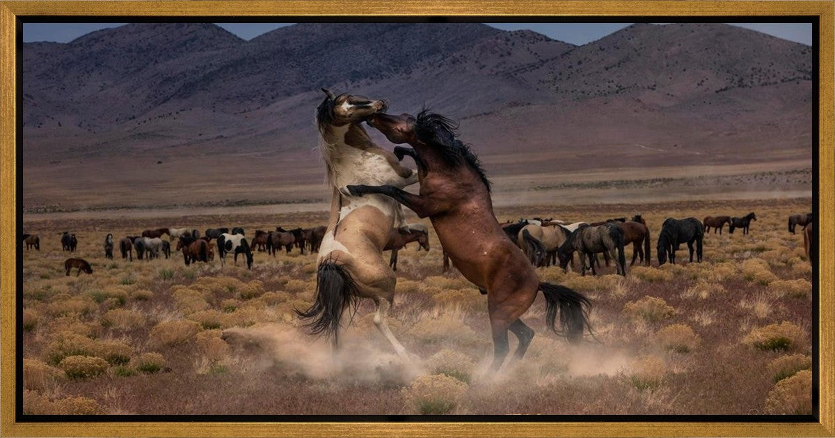 Desert Duel