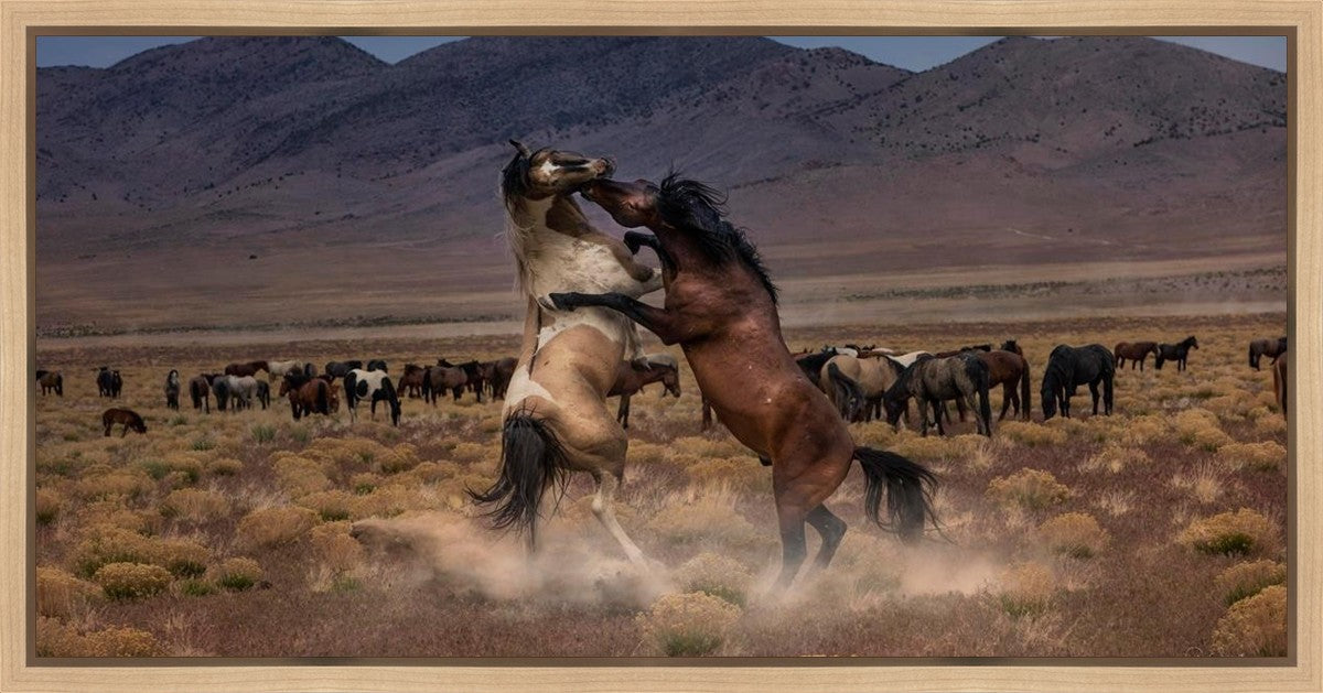 Desert Duel