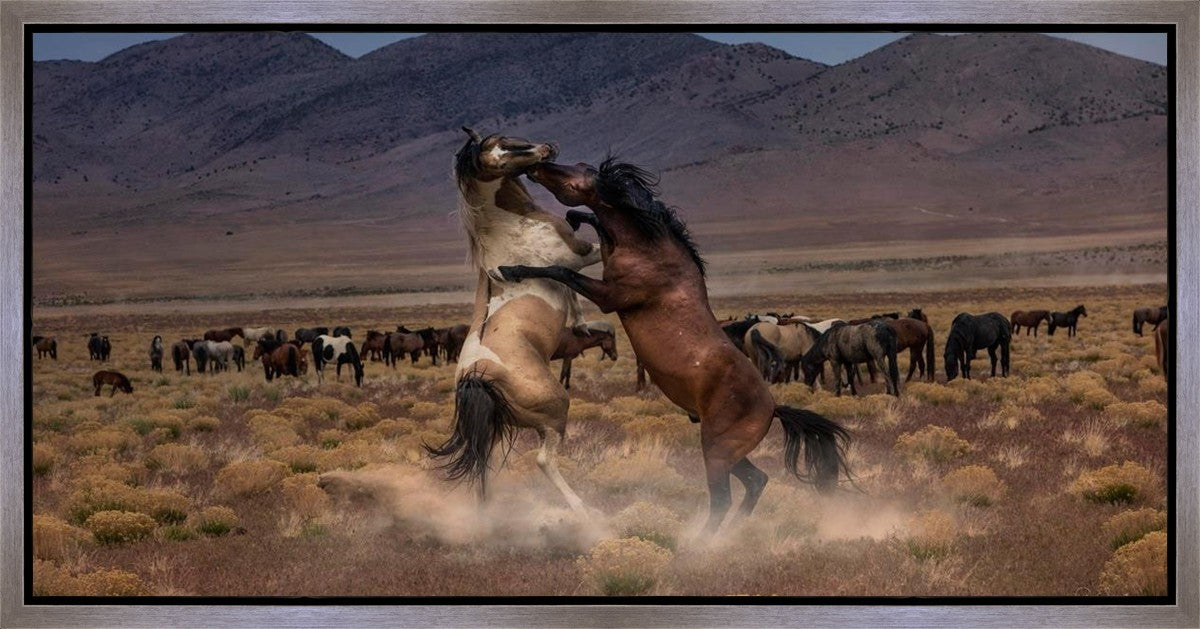 Desert Duel