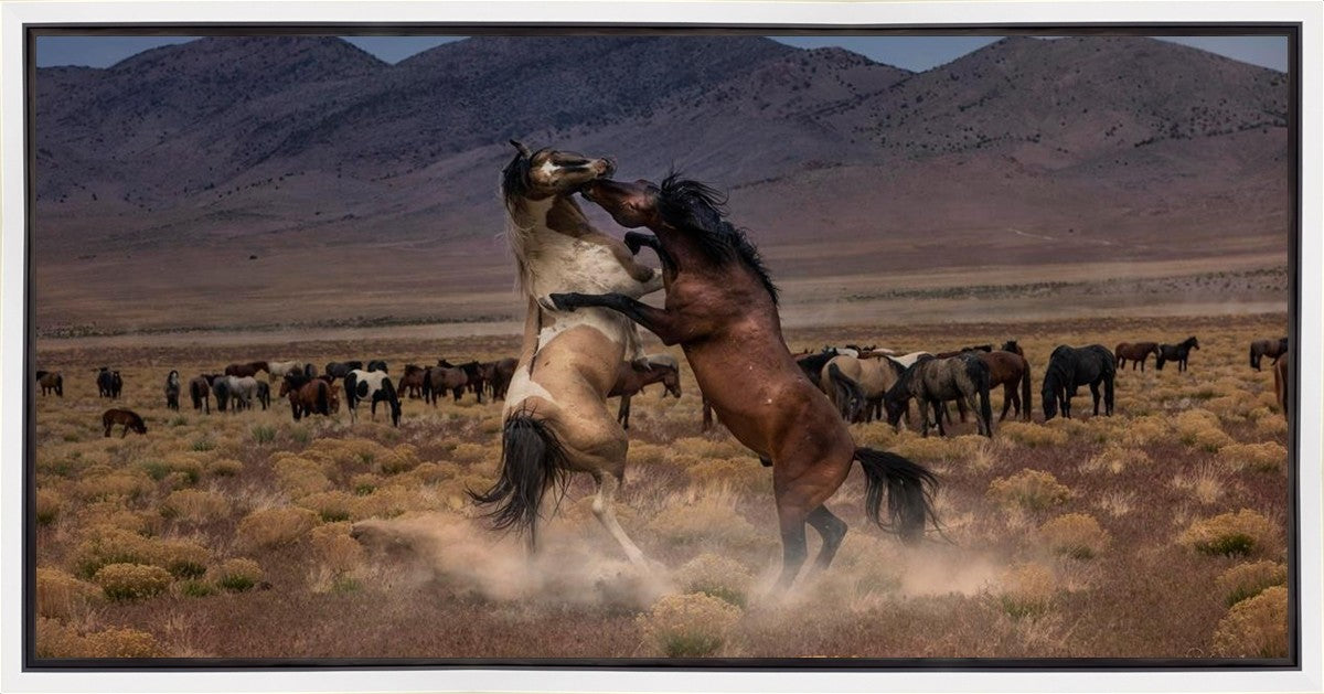 Desert Duel