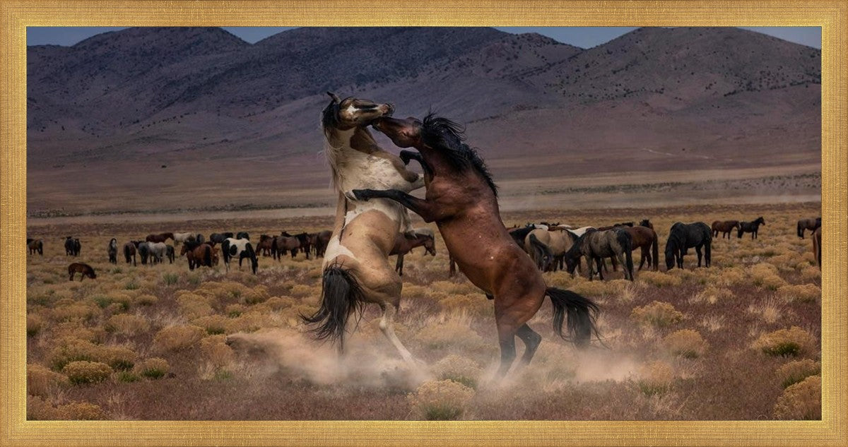 Desert Duel