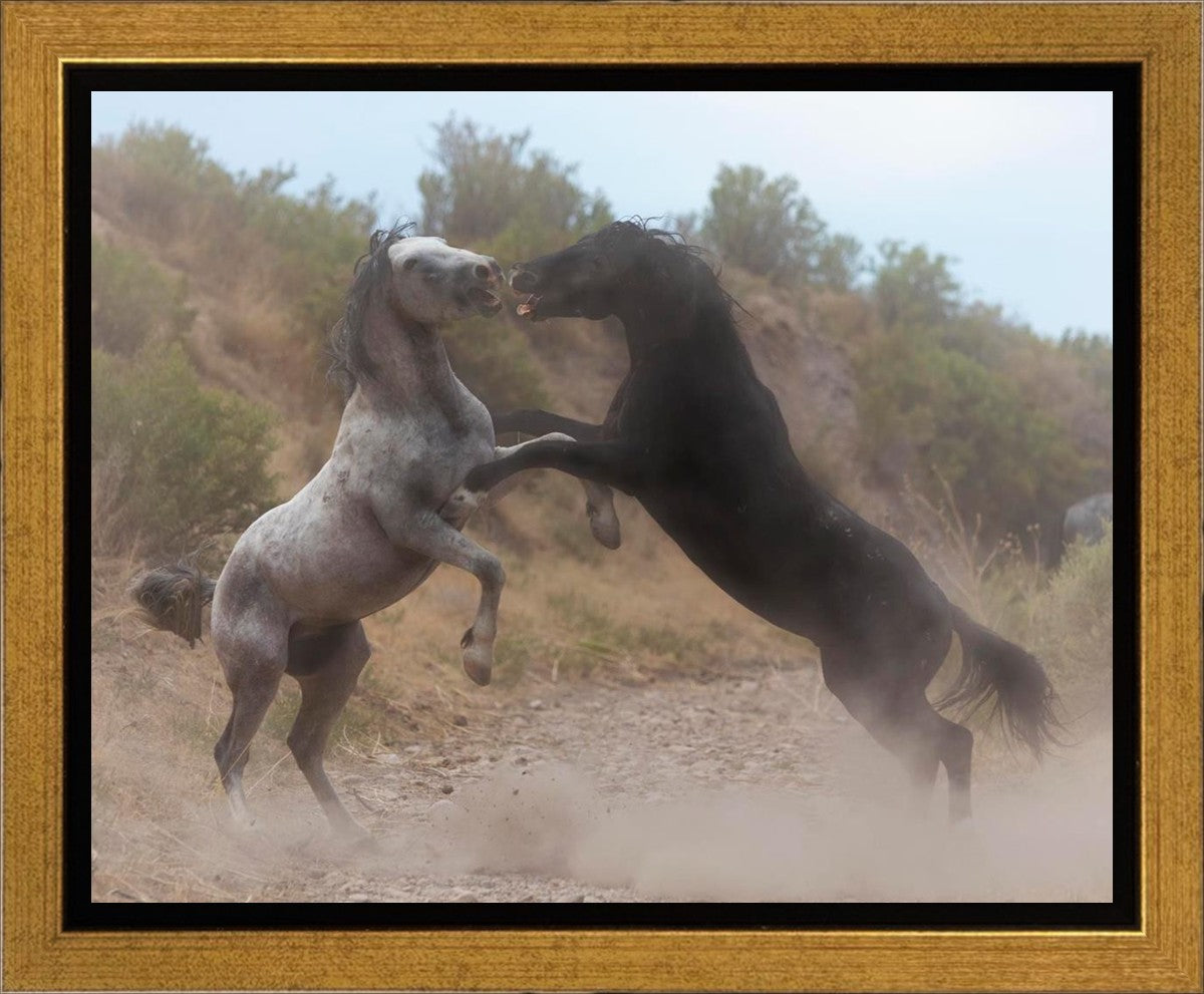Fight In The Wash