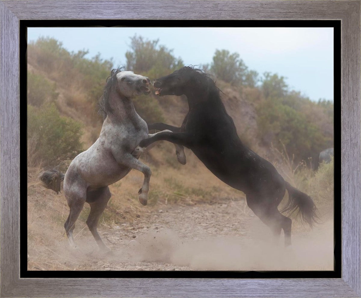 Fight In The Wash