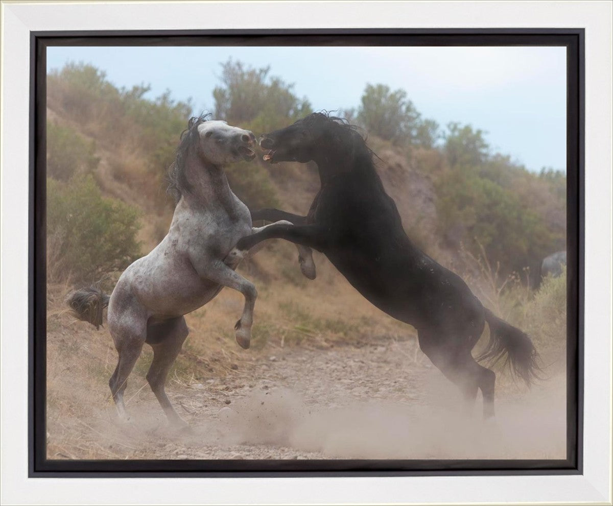 Fight In The Wash