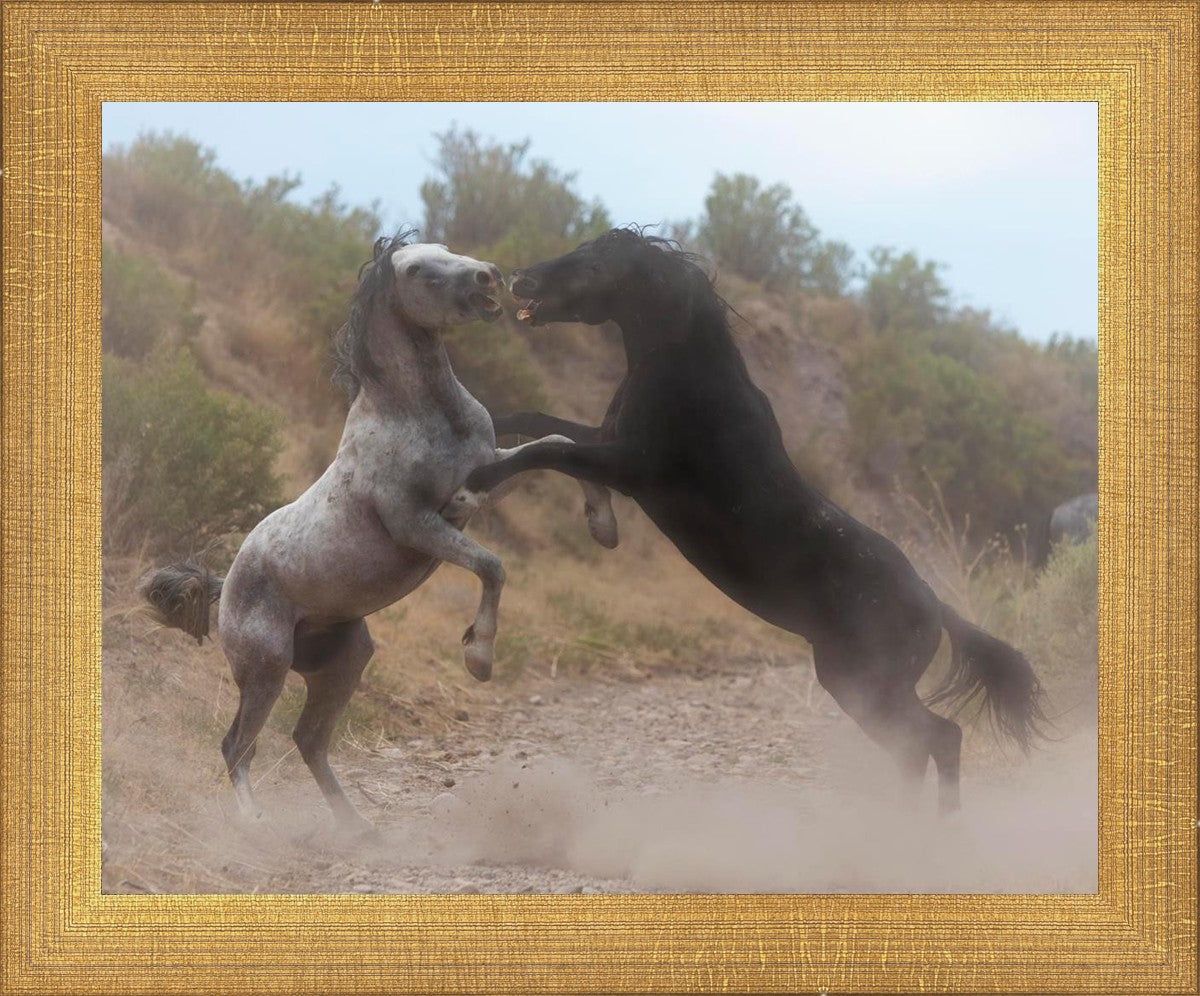 Fight In The Wash