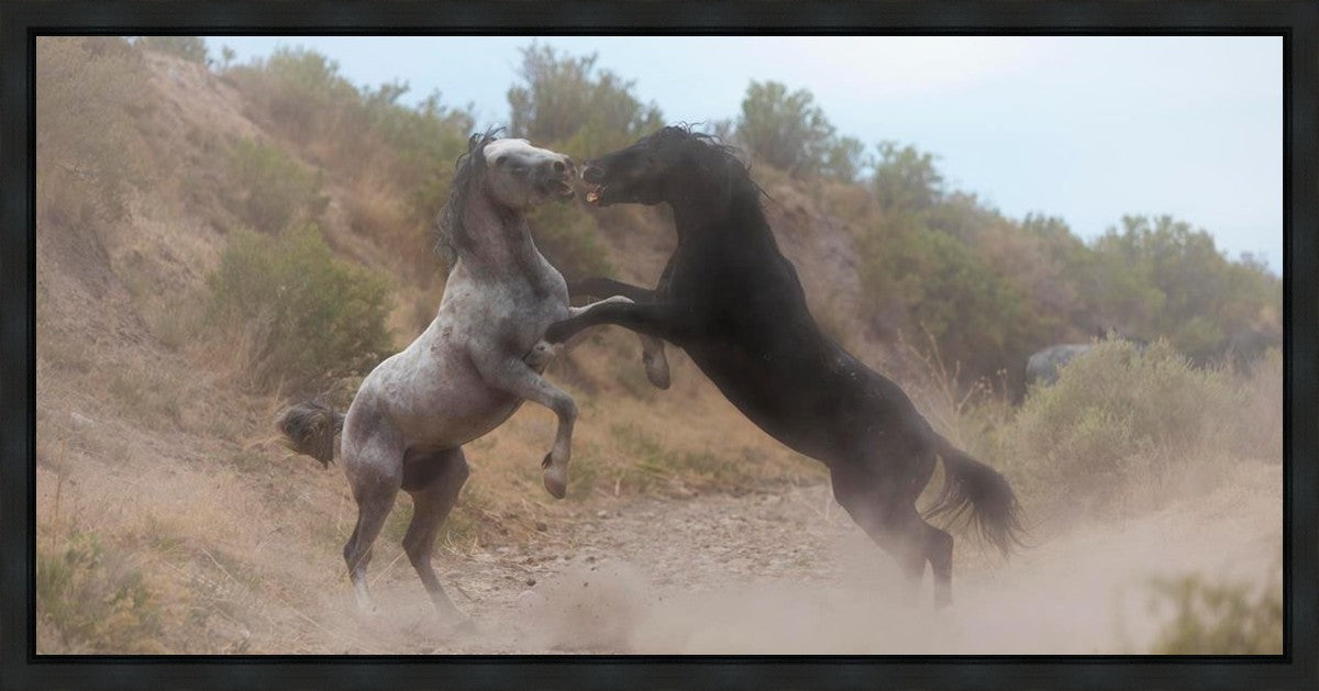 Fight In The Wash