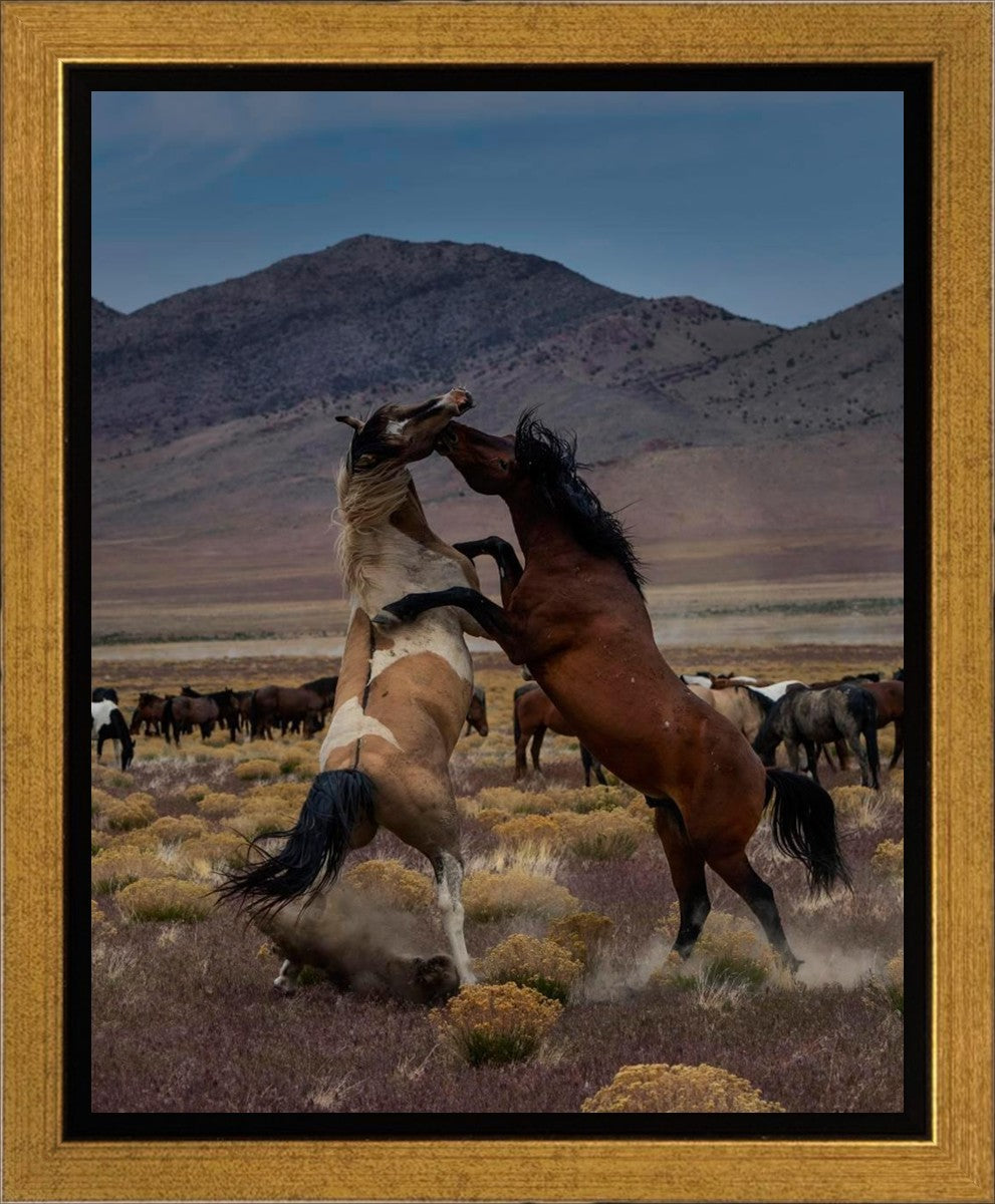 Desert Duel 1