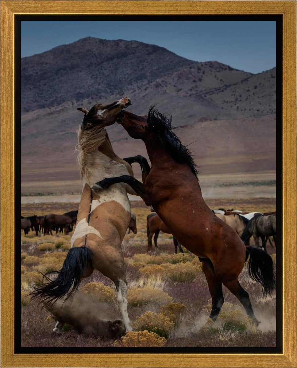 Desert Duel 1