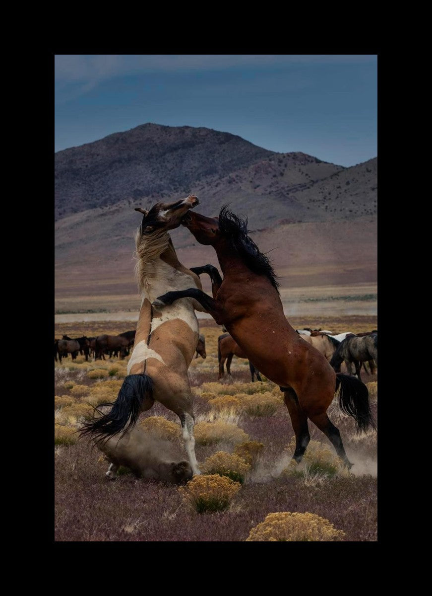 Desert Duel 1