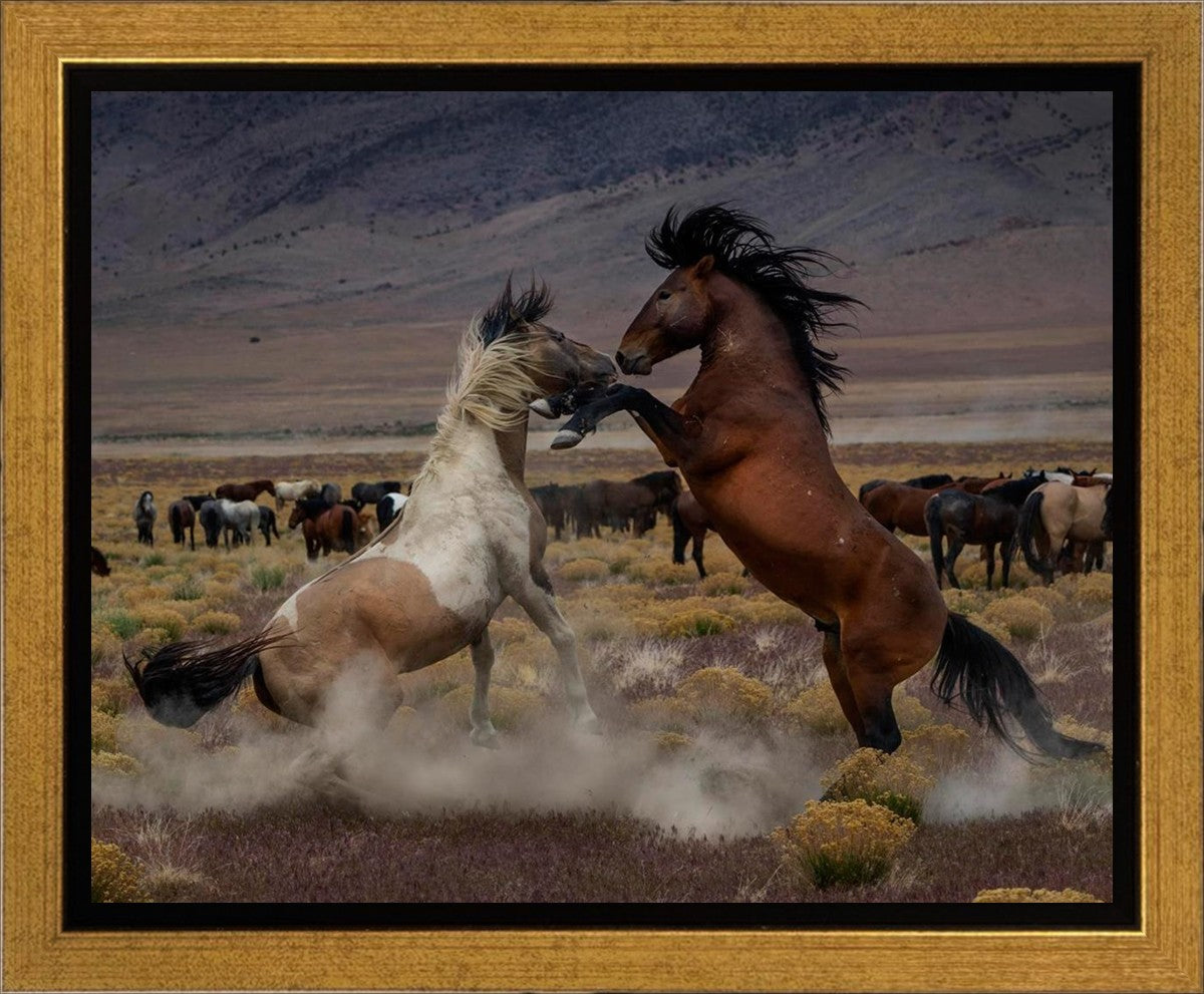 Desert Duel 5