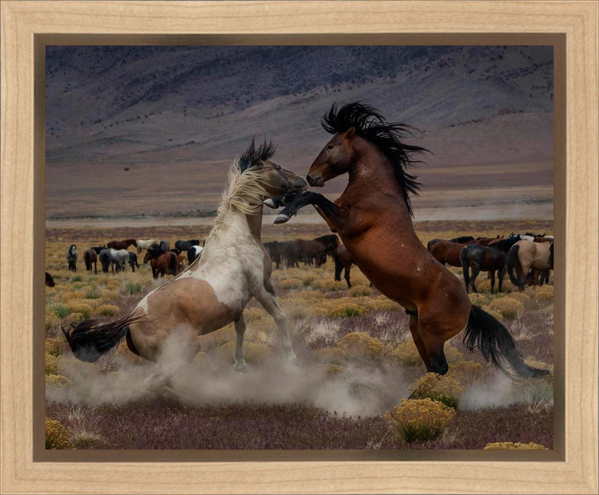 Desert Duel 5