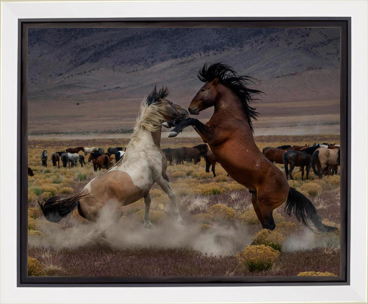 Desert Duel 5