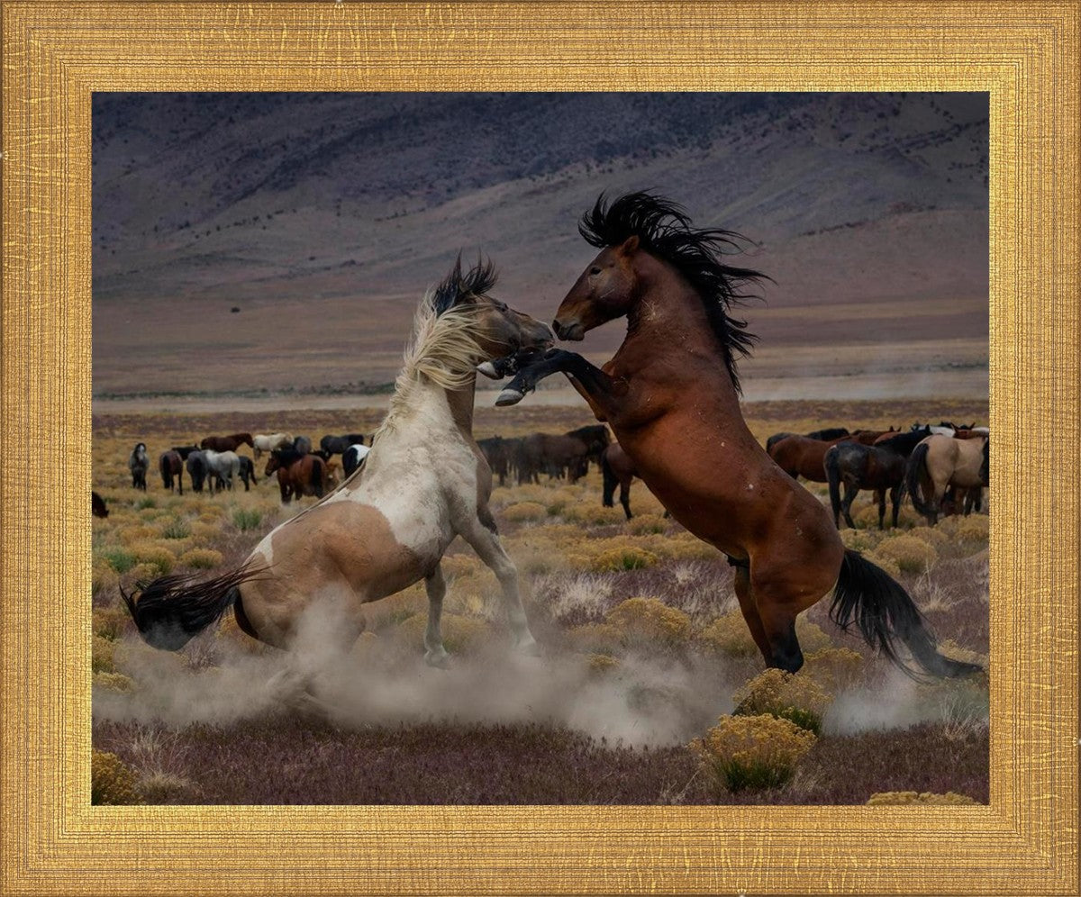Desert Duel 5