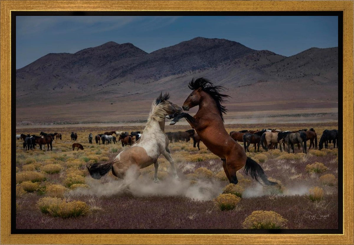 Desert Duel 5