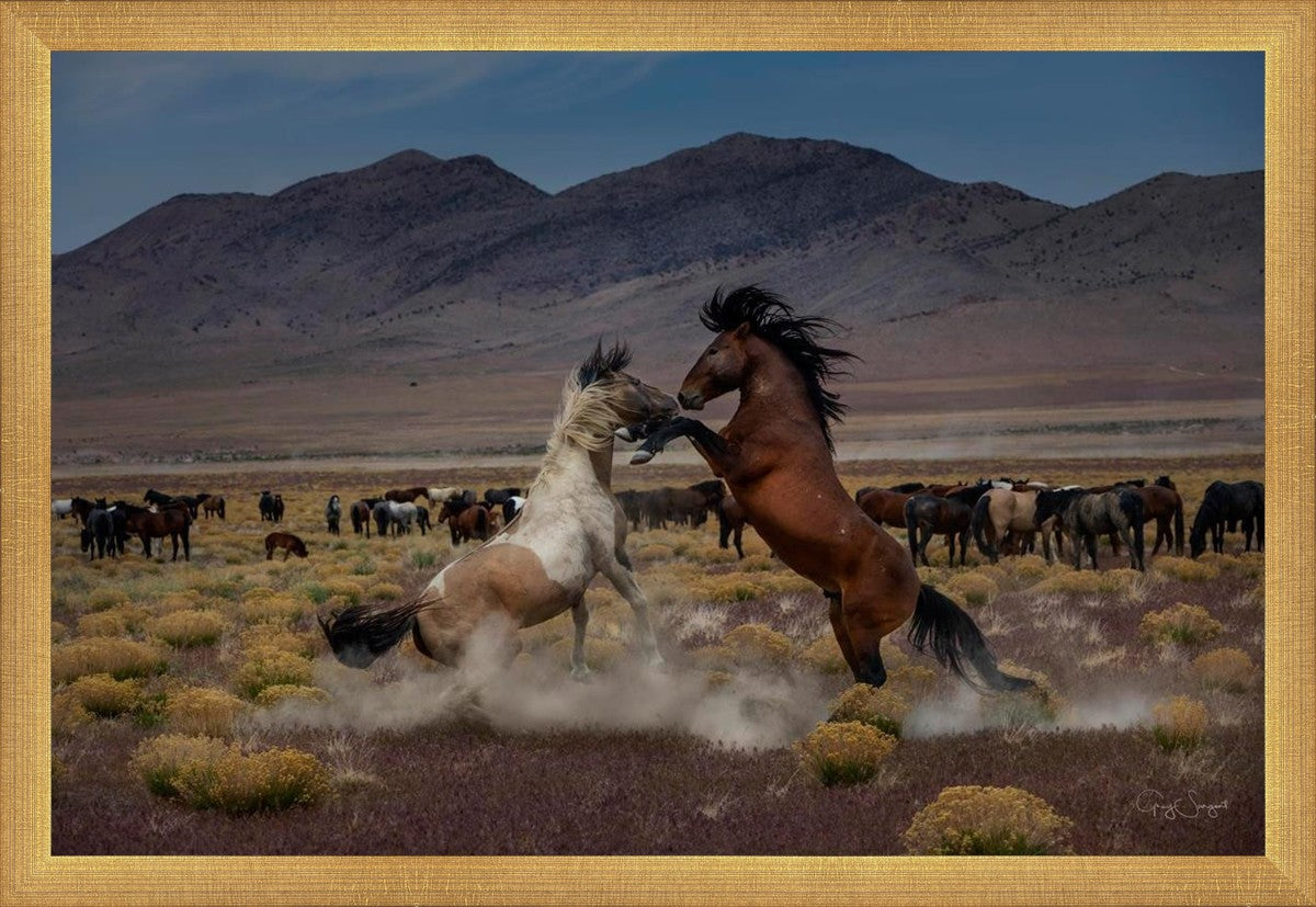 Desert Duel 5