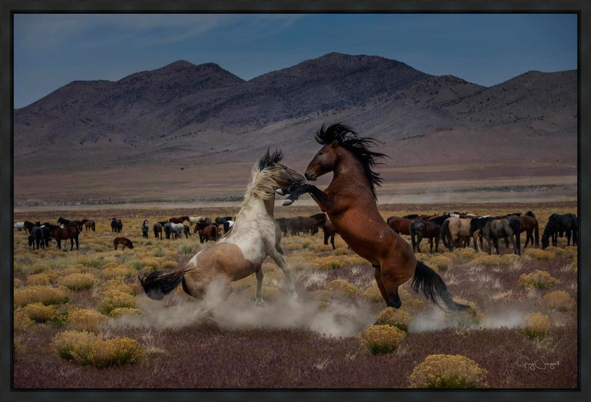 Desert Duel 5