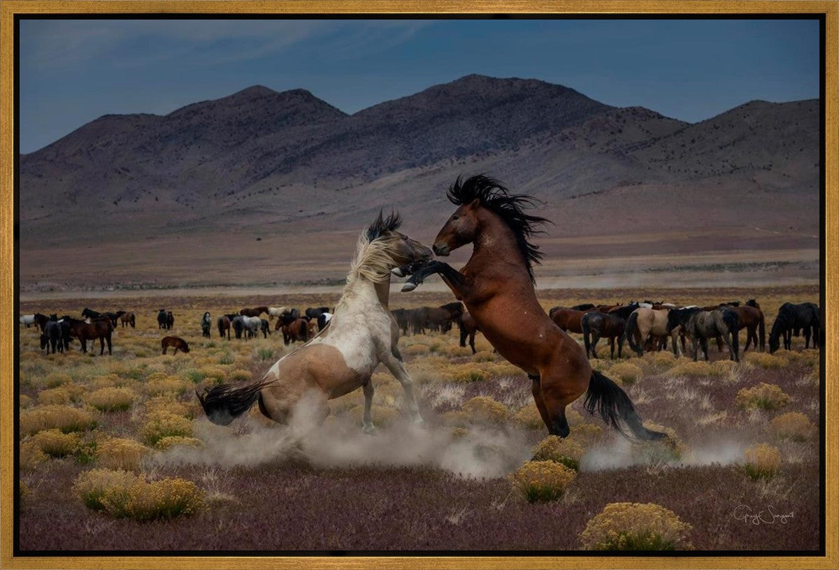 Desert Duel 5