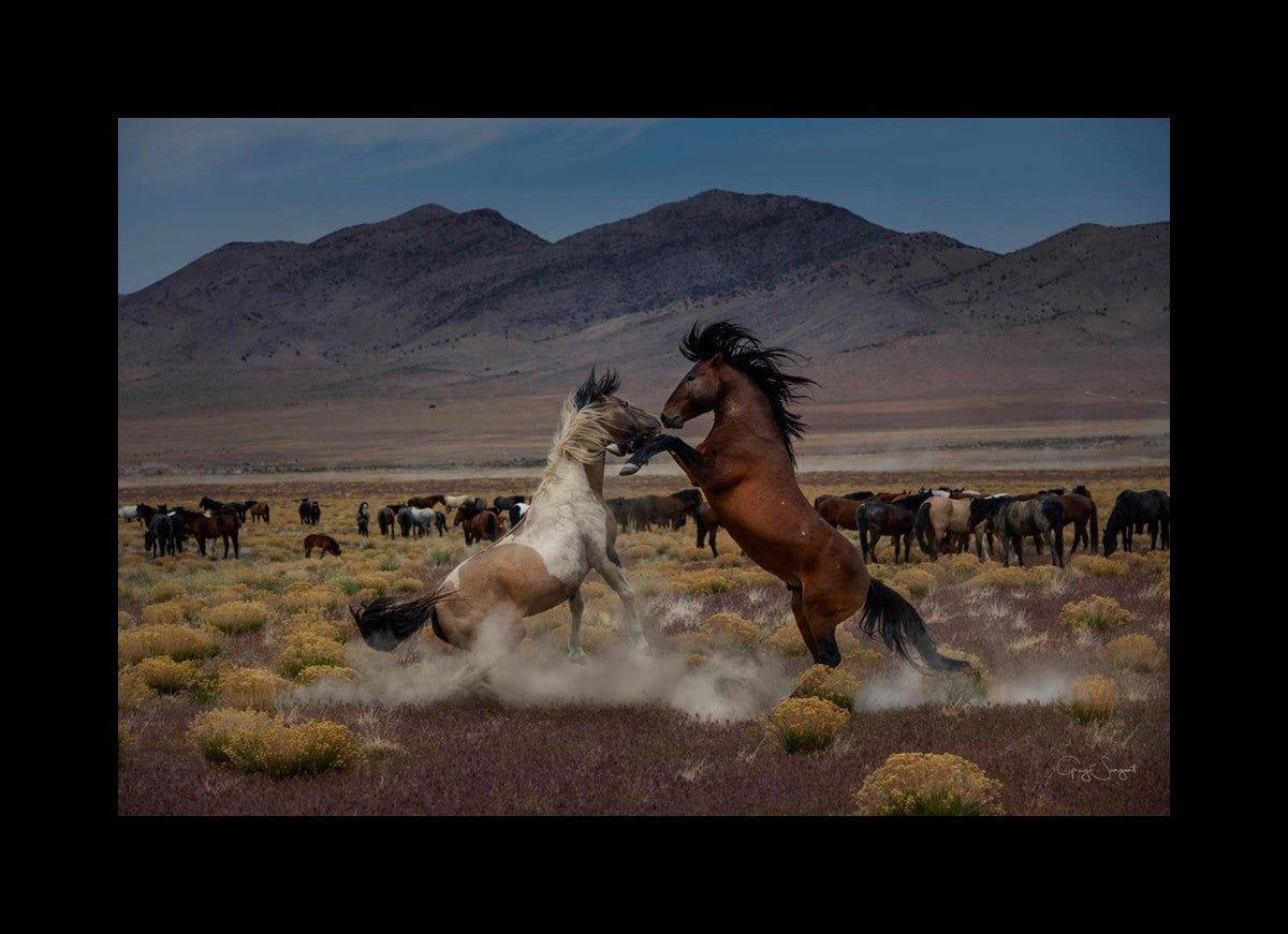 Desert Duel 5