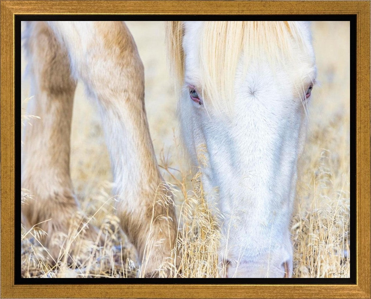 Dry Grass