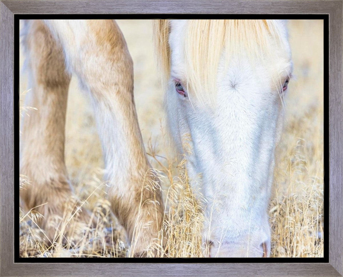 Dry Grass