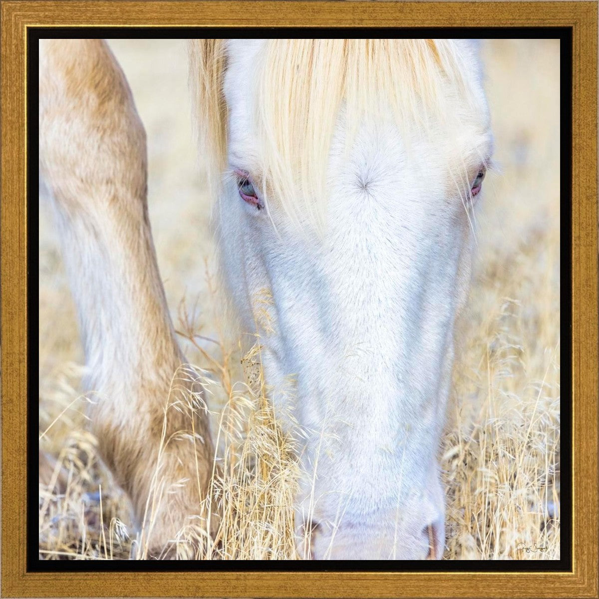 Dry Grass