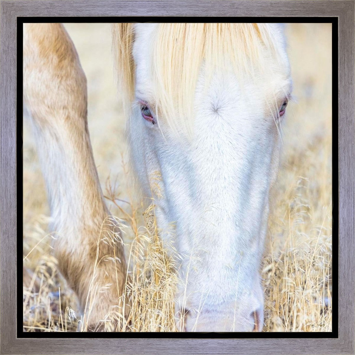 Dry Grass