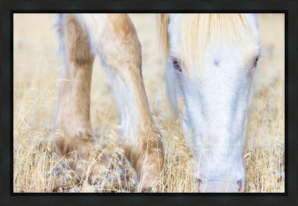 Dry Grass