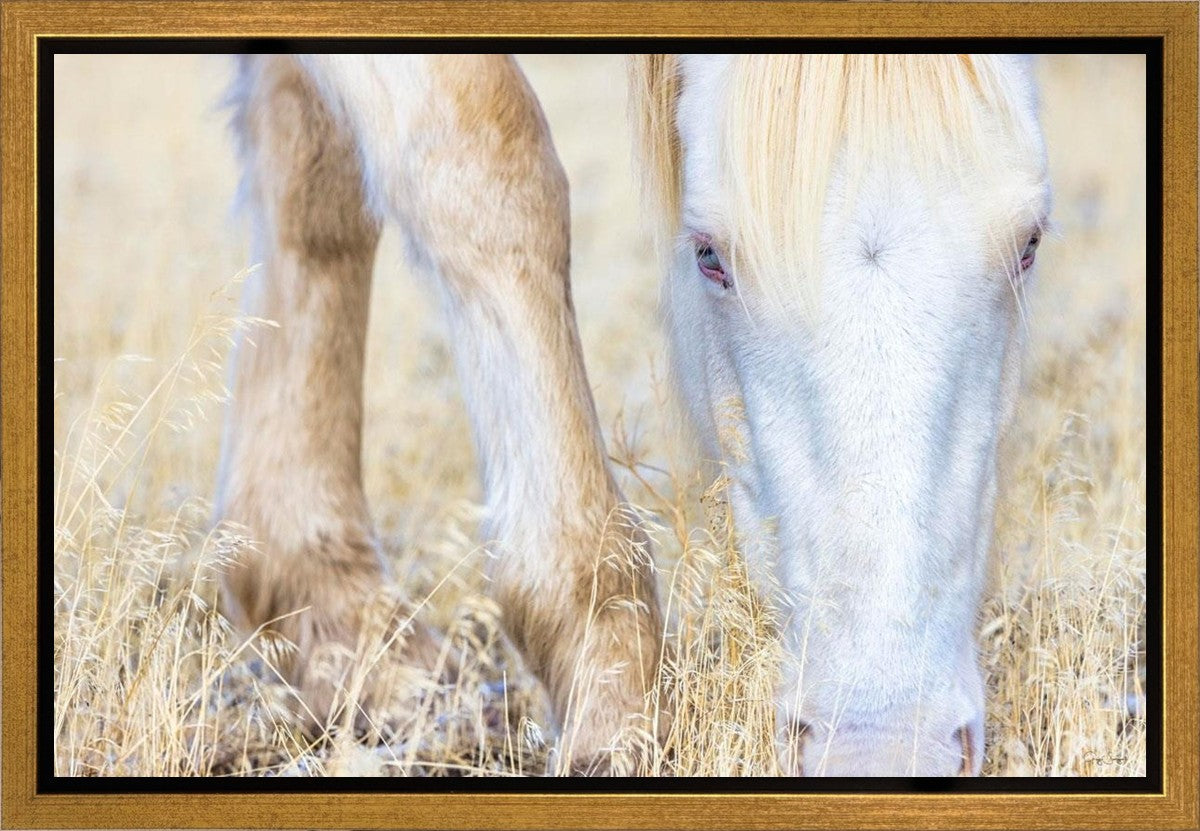 Dry Grass