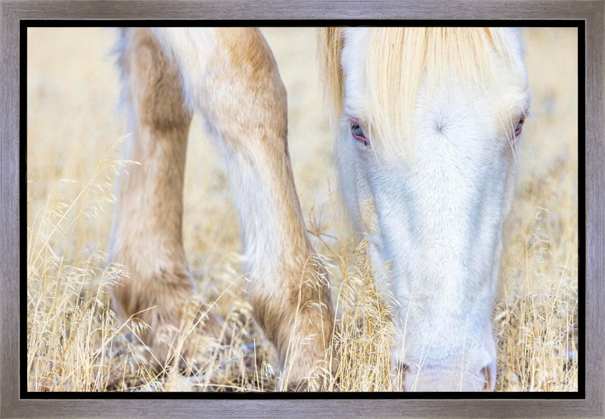 Dry Grass