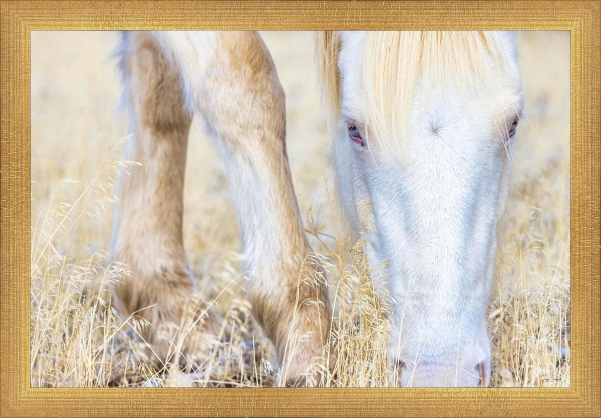 Dry Grass