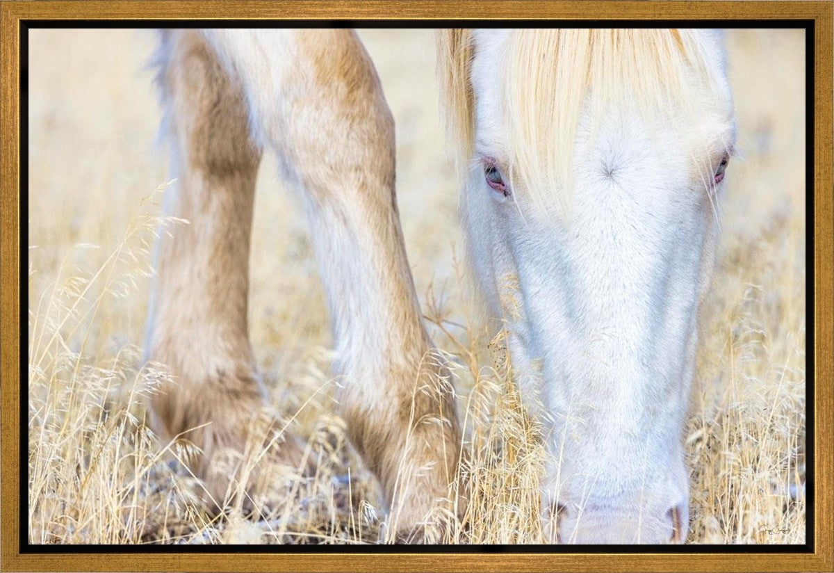 Dry Grass