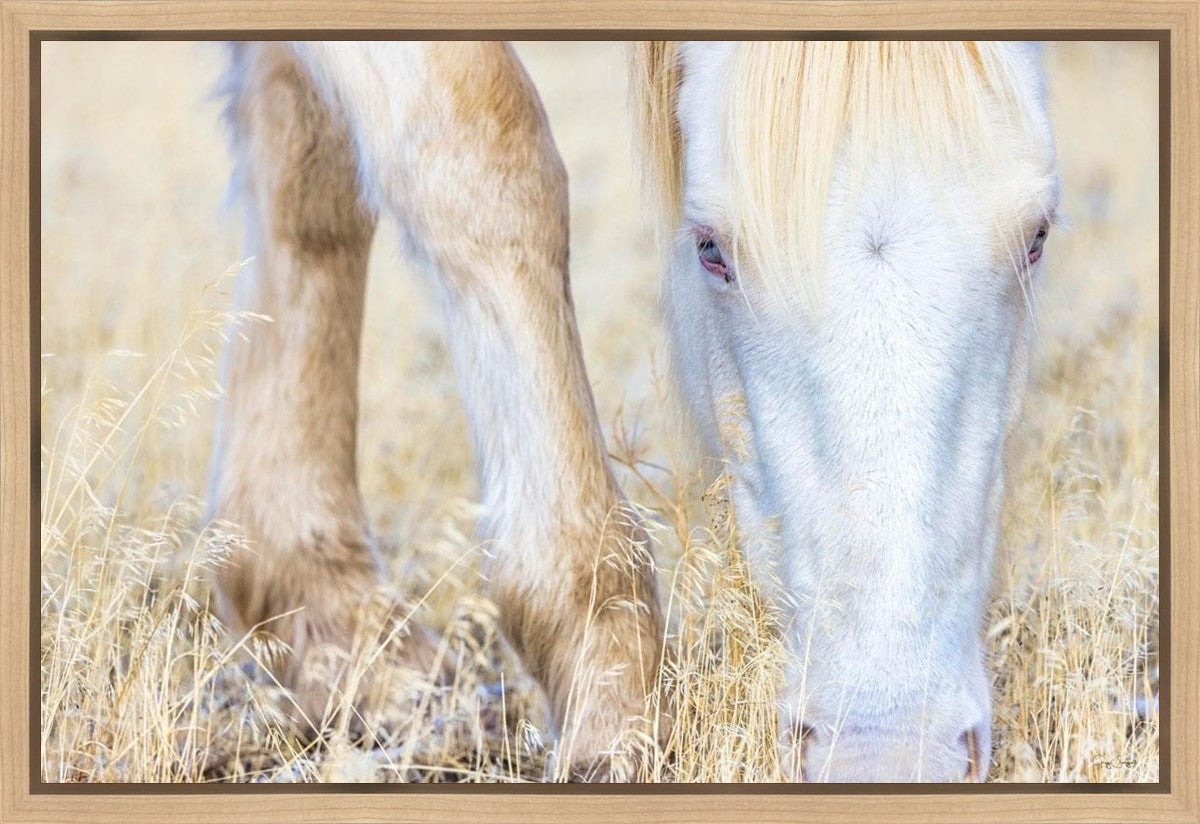 Dry Grass