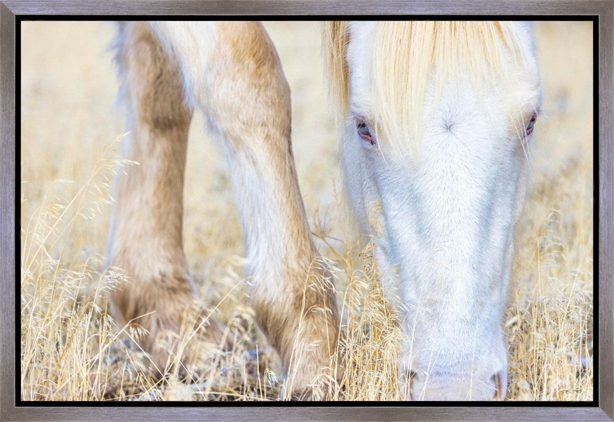 Dry Grass