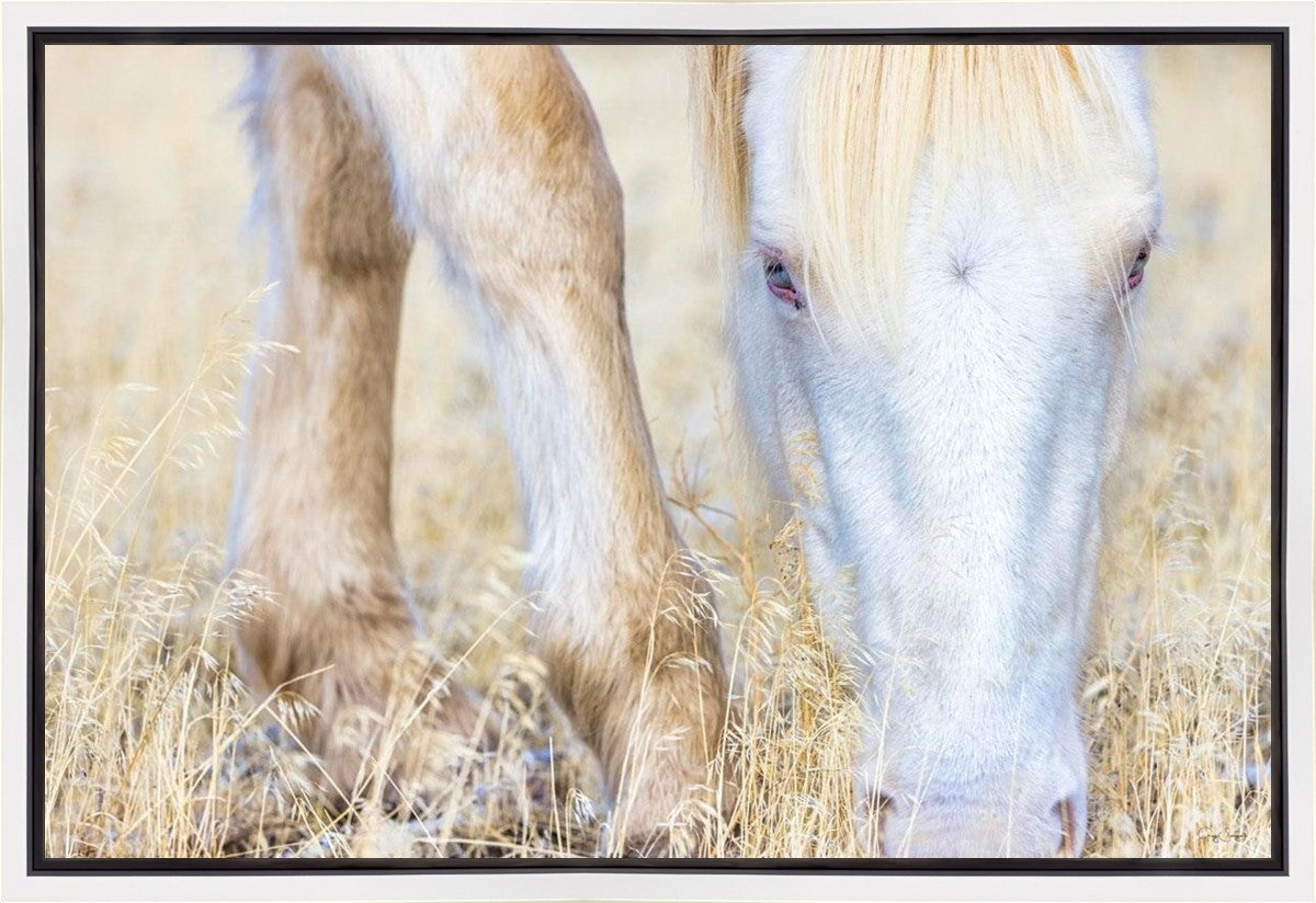 Dry Grass