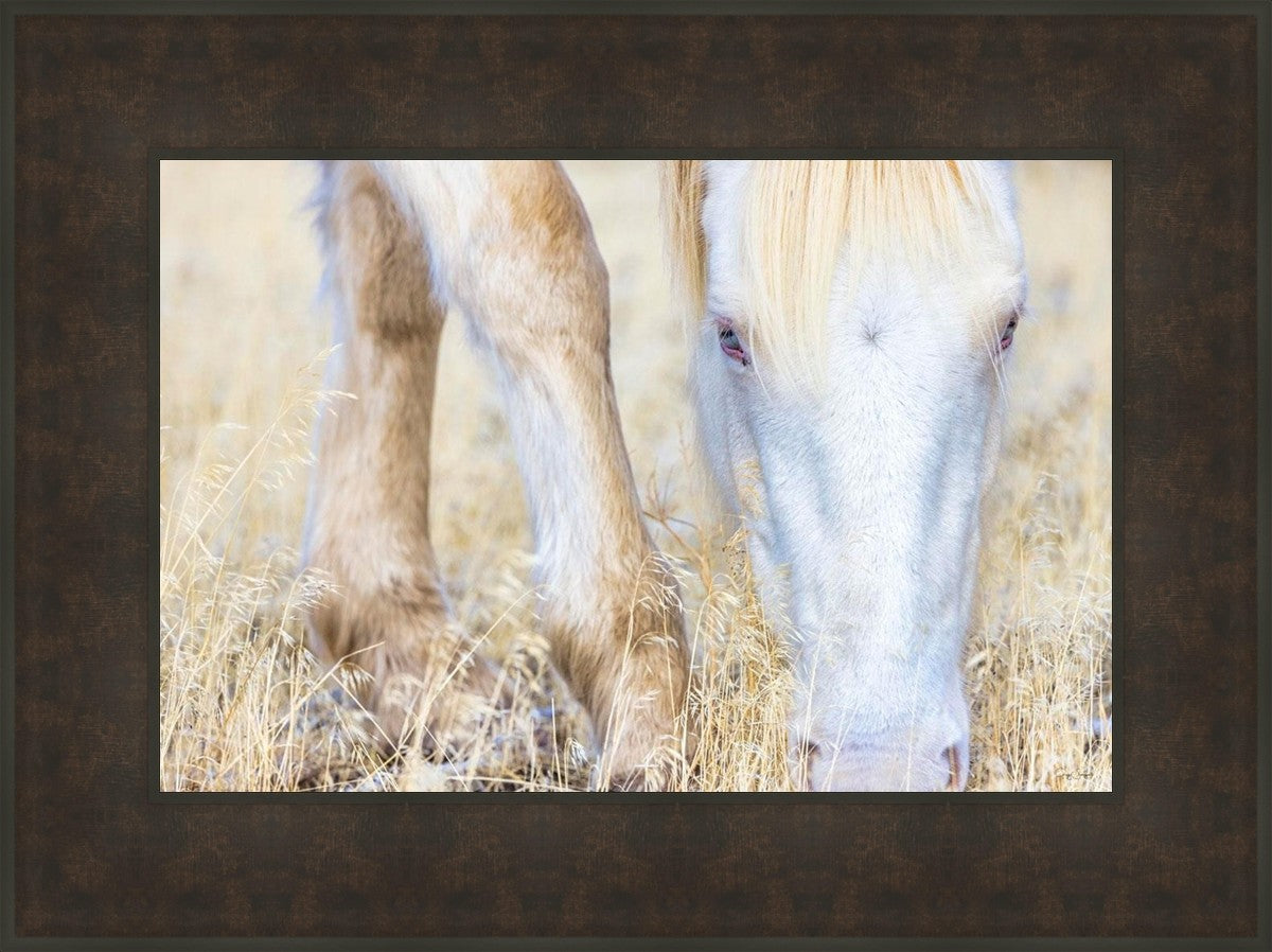 Dry Grass