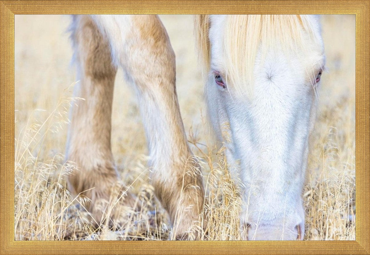Dry Grass