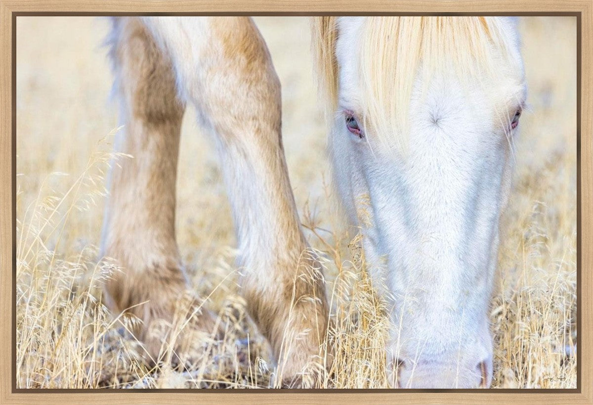 Dry Grass