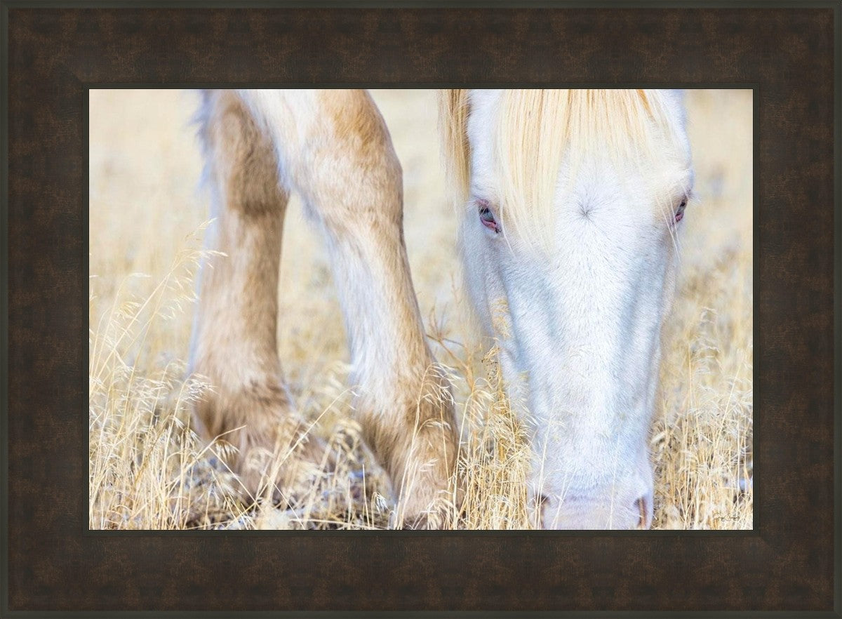 Dry Grass