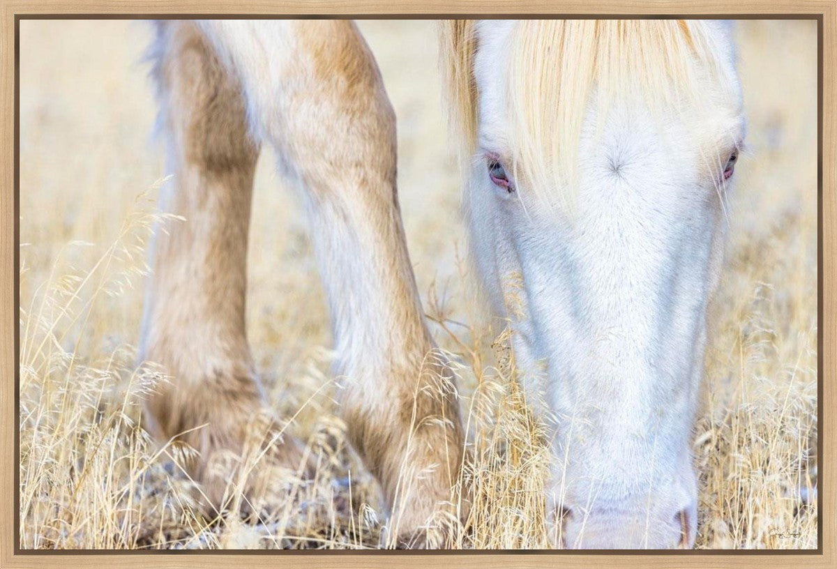 Dry Grass
