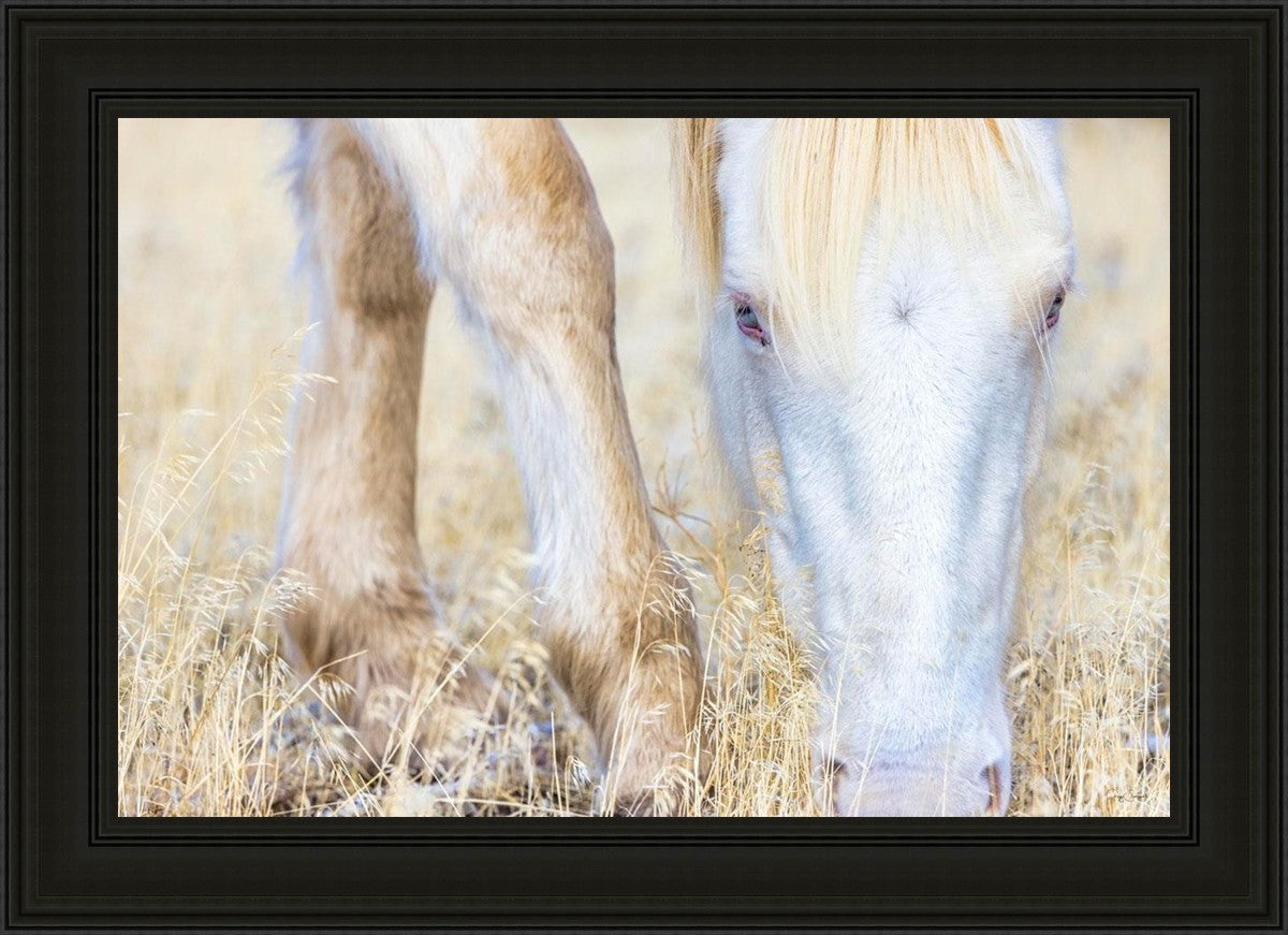 Dry Grass