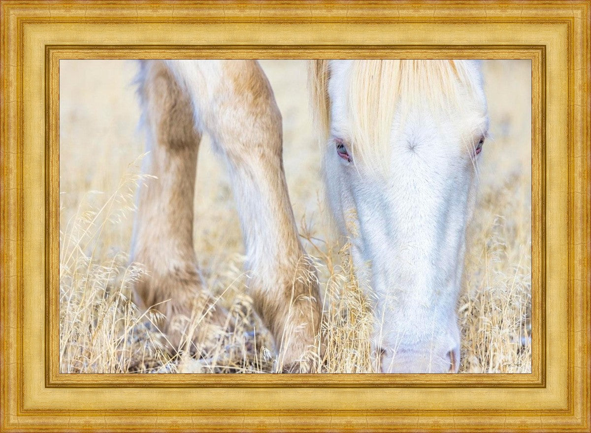 Dry Grass