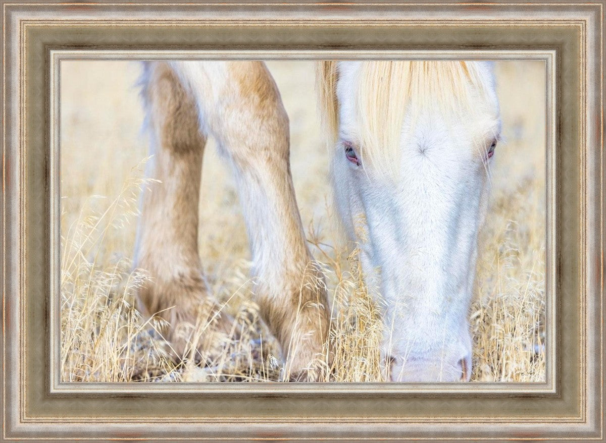 Dry Grass