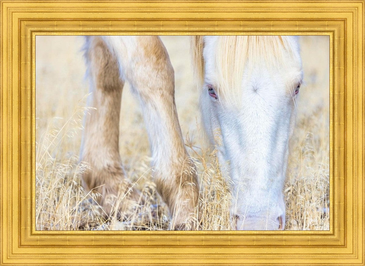 Dry Grass