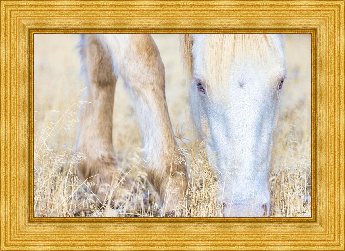 Dry Grass