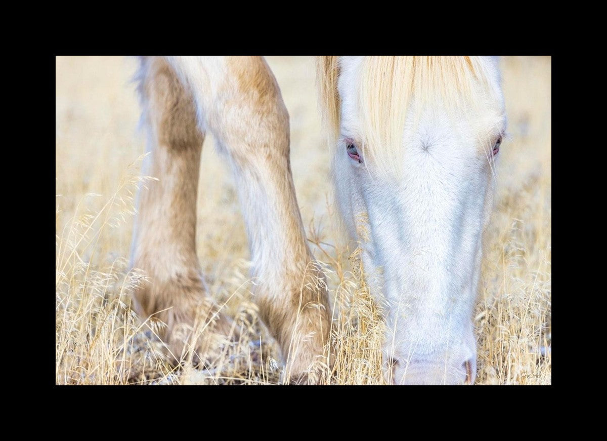 Dry Grass
