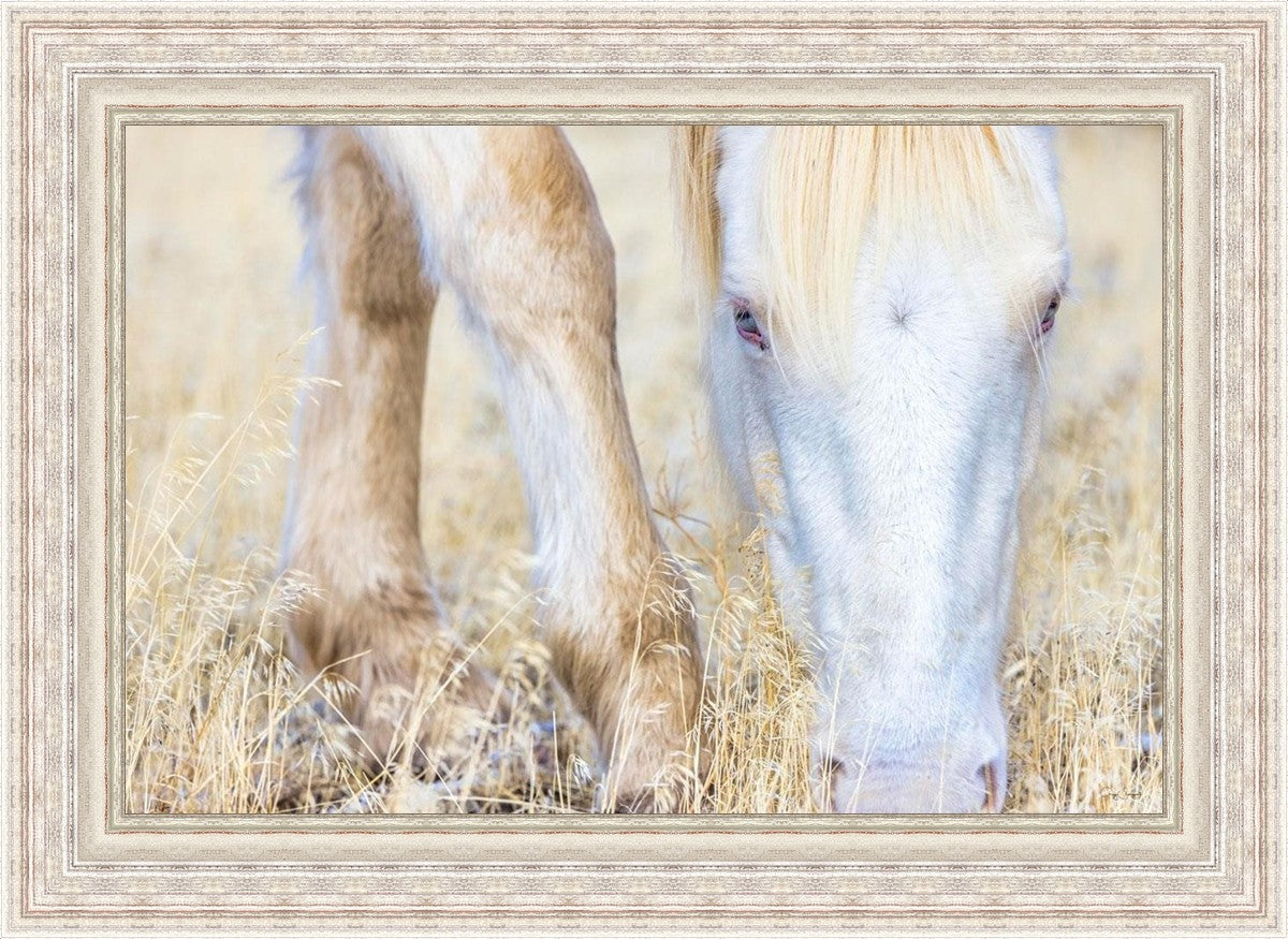 Dry Grass