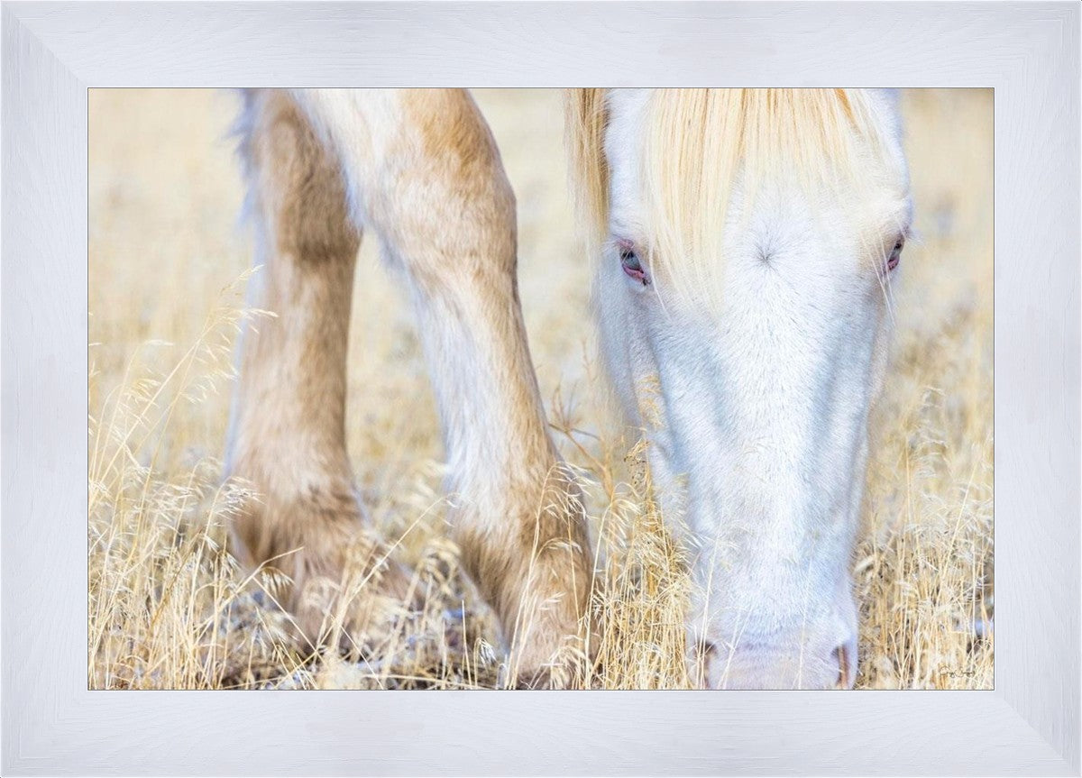 Dry Grass