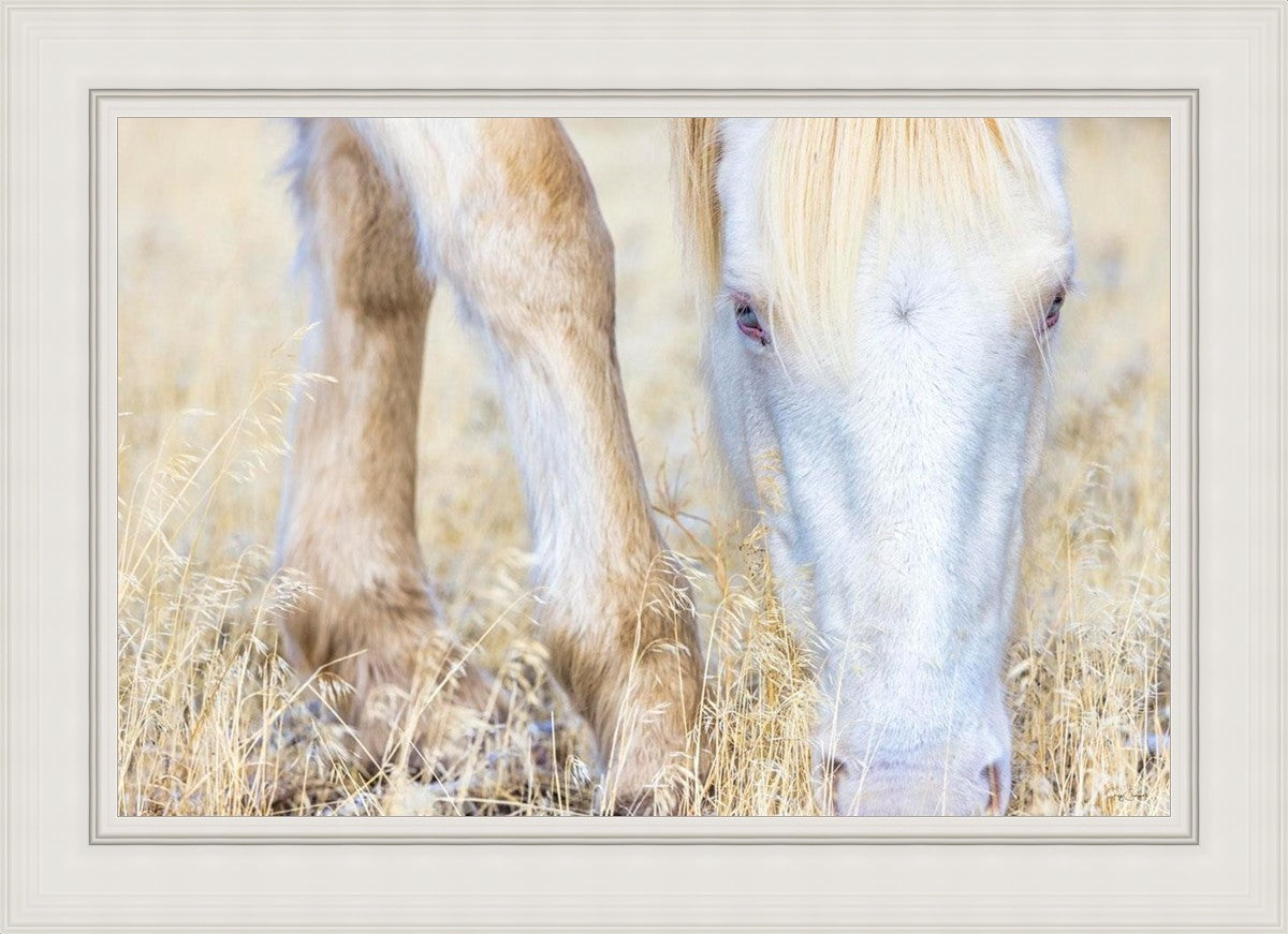 Dry Grass