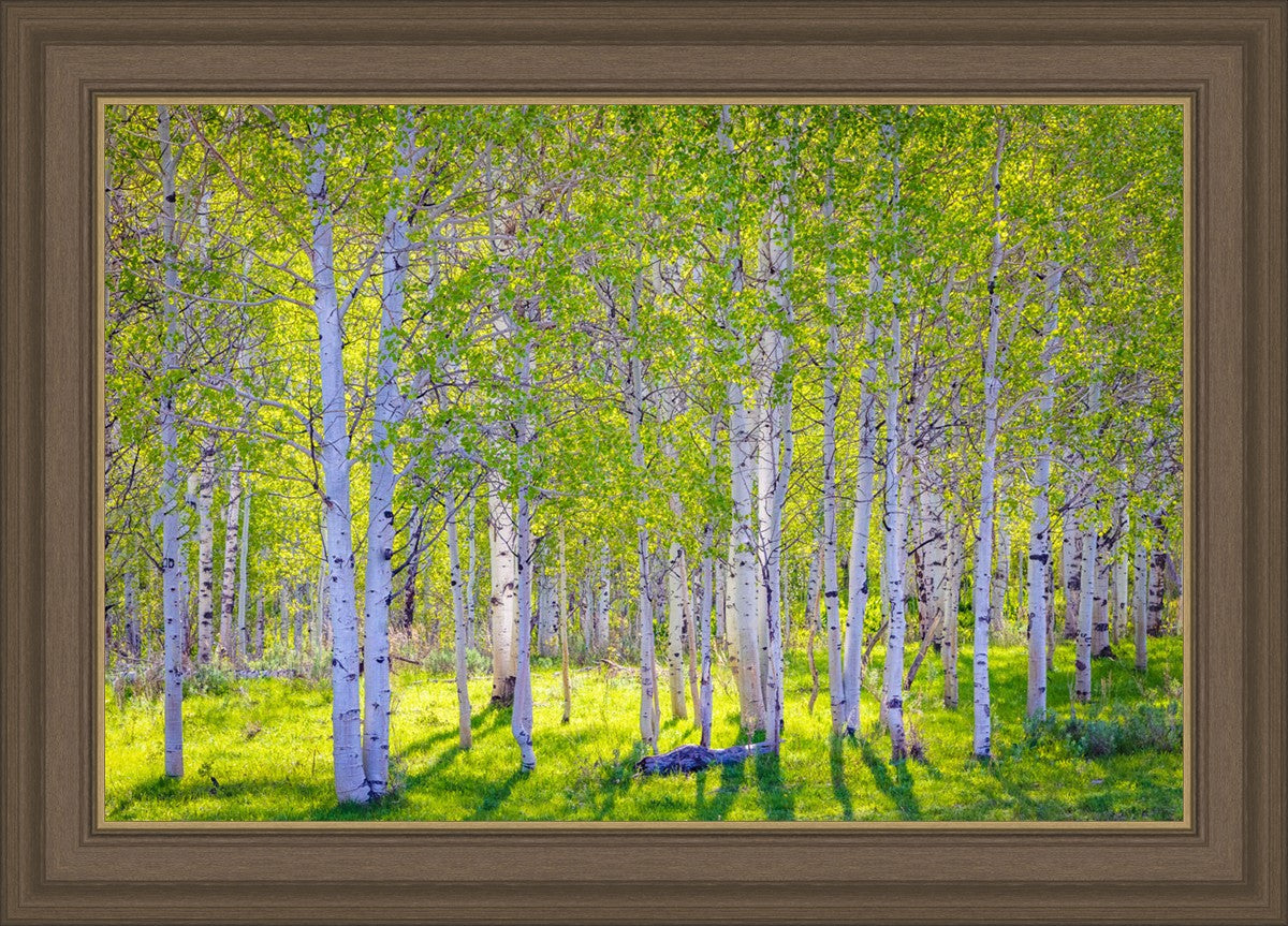 Early Morning Light in the Wasatch Backcountry